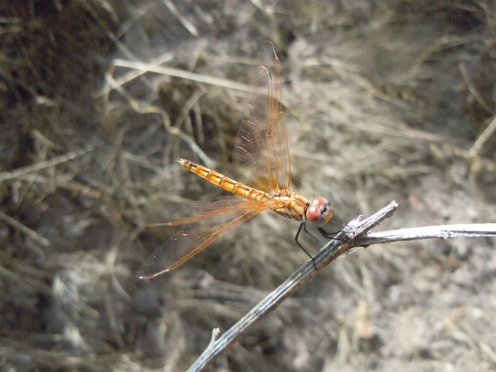 Sympetrum?